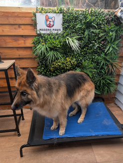best dog groomer in andover