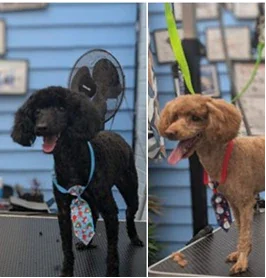 Dog after grooming at Mason's Paws Andover