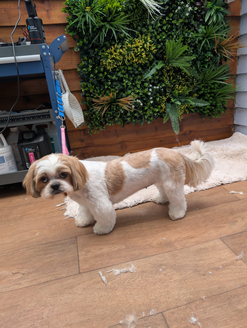 there you go by a dog groomer