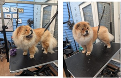 Before and after grooming
