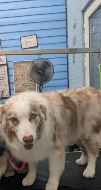 Dog before grooming at Mason's Paws Andover