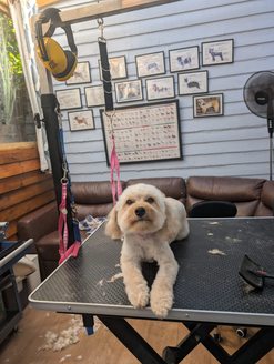 Bath time at the groomer in andover