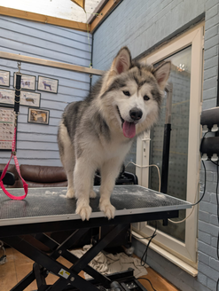 poper trim by a andy the dog groomer
