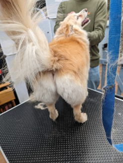 poper trim by a andy the dog groomer