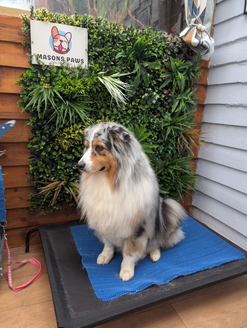 top job mby masonspaws grooming