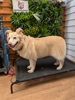 poper trim by a andy the dog groomer