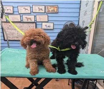 Dog before grooming at Mason's Paws Andover